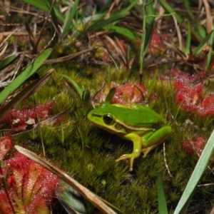 Litoria aurea at Bawley Point, NSW - suppressed