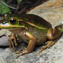 Litoria aurea at Bawley Point, NSW - 31 Dec 2020