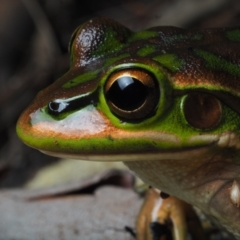 Litoria aurea at Bawley Point, NSW - suppressed