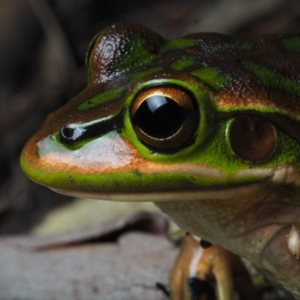 Litoria aurea at Bawley Point, NSW - 31 Dec 2020