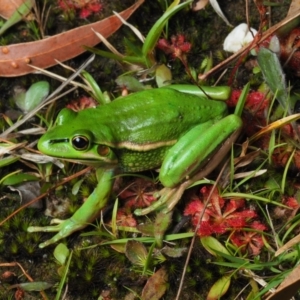 Litoria aurea at Bawley Point, NSW - 31 Dec 2020