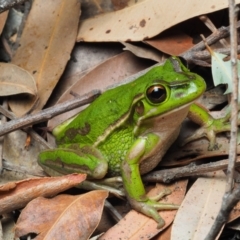 Litoria aurea at Bawley Point, NSW - 31 Dec 2020