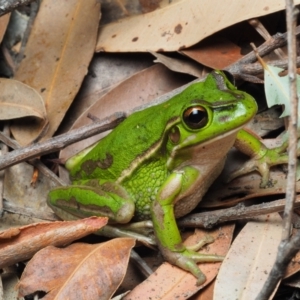 Litoria aurea at Bawley Point, NSW - suppressed