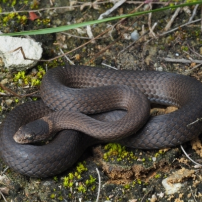 Drysdalia rhodogaster (Mustard-bellied Snake) at Meroo National Park - 25 Dec 2020 by Anguscincus