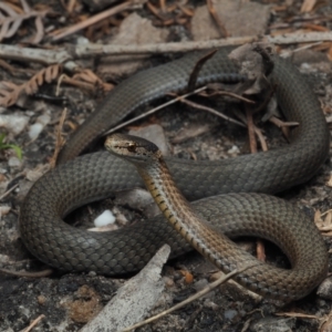 Drysdalia rhodogaster at Bawley Point, NSW - 25 Dec 2020 02:14 PM