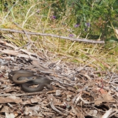 Drysdalia rhodogaster at Bawley Point, NSW - 25 Dec 2020 02:14 PM