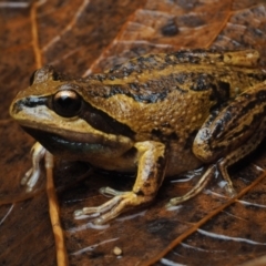 Litoria verreauxii verreauxii (Whistling Tree-frog) at Termeil, NSW - 12 Jun 2021 by Anguscincus