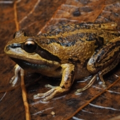 Litoria verreauxii (Verreaux's Frog) at Termeil, NSW - 12 Jun 2021 by Anguscincus