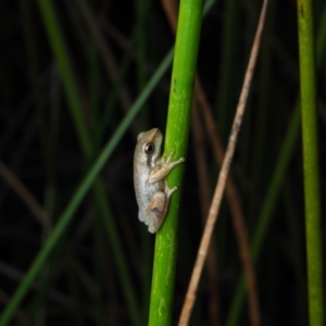 Litoria jervisiensis at Bawley Point, NSW - 29 May 2021