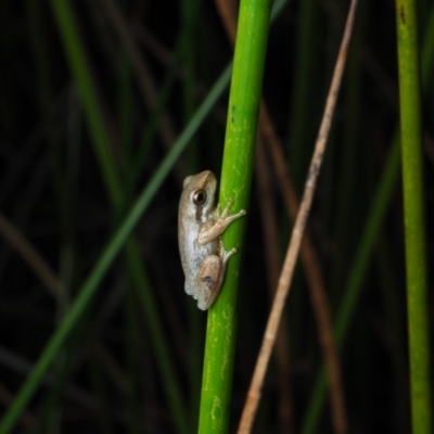 Litoria jervisiensis (Jervis Bay Tree Frog) at Bawley Point, NSW - 29 May 2021 by Anguscincus