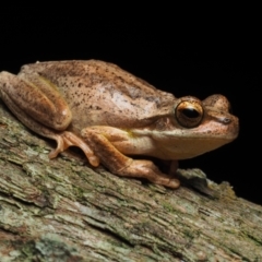 Litoria jervisiensis at Bawley Point, NSW - suppressed