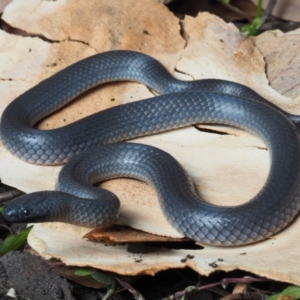 Cryptophis nigrescens at Bawley Point, NSW - 29 May 2021 01:00 PM