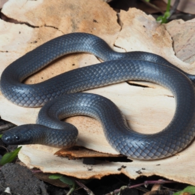 Cryptophis nigrescens (Eastern Small-eyed Snake) at Meroo National Park - 29 May 2021 by Anguscincus