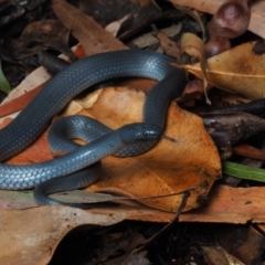 Cryptophis nigrescens at Bawley Point, NSW - 29 May 2021 01:00 PM