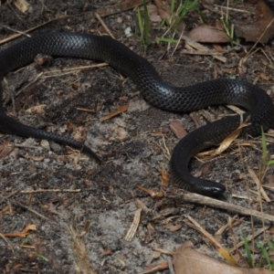 Cryptophis nigrescens at Bawley Point, NSW - 29 May 2021 01:00 PM