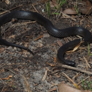 Cryptophis nigrescens at Bawley Point, NSW - 29 May 2021