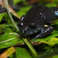 Pseudophryne bibroni (Bibron's Toadlet) at Meroo National Park - 11 Jul 2020 by Anguscincus