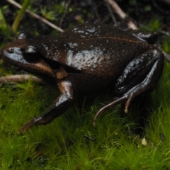 Paracrinia haswelli (Haswell's Frog) at Bawley Point, NSW - 29 May 2021 by Anguscincus