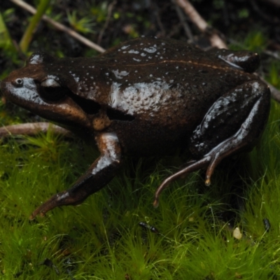 Paracrinia haswelli (Haswell's Frog) at Bawley Point, NSW - 29 May 2021 by Anguscincus