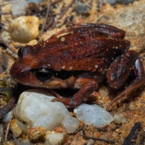 Paracrinia haswelli at Bawley Point, NSW - 29 May 2021