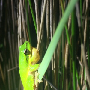 Litoria fallax at Bawley Point, NSW - 24 Dec 2018 10:53 PM