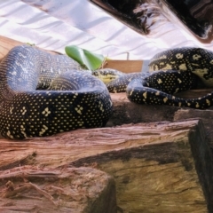 Morelia spilota spilota (Diamond Python) at Bawley Point Bushcare - 31 Aug 2019 by Anguscincus