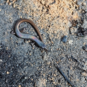 Saproscincus mustelinus at Termeil, NSW - 24 May 2020