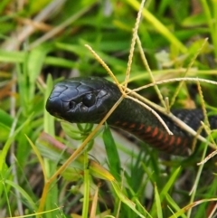 Pseudechis porphyriacus (Red-bellied Black Snake) at Meroo National Park - 7 Jan 2015 by Anguscincus