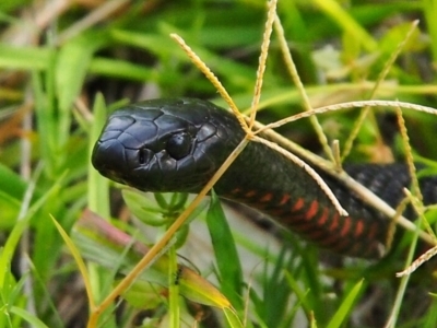 Pseudechis porphyriacus (Red-bellied Black Snake) at Bawley Point, NSW - 7 Jan 2015 by Anguscincus