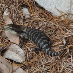 Tiliqua scincoides scincoides (Eastern Blue-tongue) at Meroo National Park - 8 Jan 2021 by Anguscincus