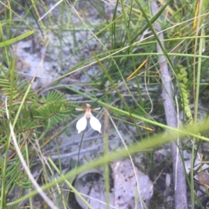 Eriochilus cucullatus at Bawley Point, NSW - suppressed