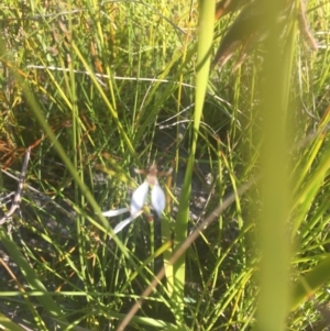 Eriochilus cucullatus at Bawley Point, NSW - suppressed