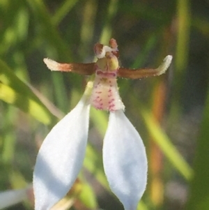 Eriochilus cucullatus at Bawley Point, NSW - suppressed