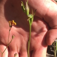 Orthoceras strictum (Horned Orchid) at Meroo National Park - 24 Aug 2021 by Anguscincus