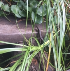 Eulamprus quoyii (Eastern Water Skink) at Termeil, NSW - 3 Jan 2021 by Anguscincus