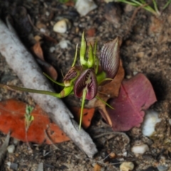 Cryptostylis erecta (Bonnet Orchid) at Meroo National Park - 29 Dec 2020 by Anguscincus