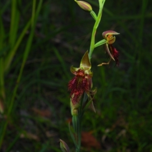 Calochilus paludosus at Bawley Point, NSW - 4 Oct 2020