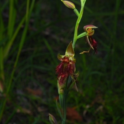 Calochilus paludosus (Strap Beard Orchid) at Meroo National Park - 4 Oct 2020 by Anguscincus
