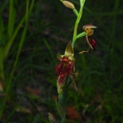 Calochilus paludosus (Strap beard orchid) at Bawley Point, NSW - 4 Oct 2020 by Anguscincus