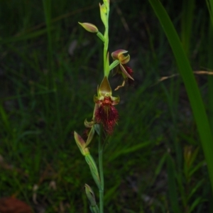 Calochilus paludosus at Bawley Point, NSW - 4 Oct 2020