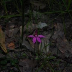 Caladenia hillmanii (Purple Heart Orchid) at Bawley Point, NSW - 4 Oct 2020 by Anguscincus