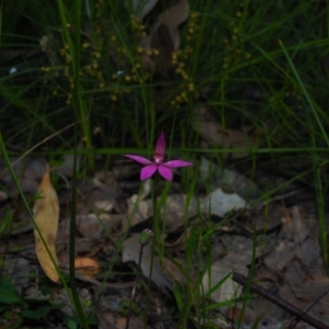 Caladenia hillmanii at Bawley Point, NSW - suppressed