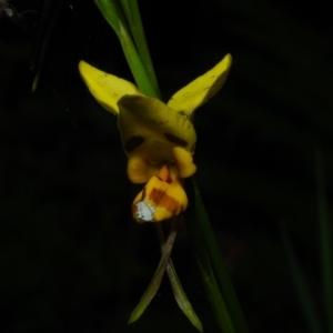 Diuris sulphurea at Bawley Point, NSW - suppressed