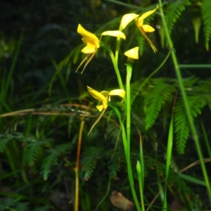 Diuris aurea at Bawley Point, NSW - 4 Oct 2020