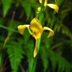 Diuris aurea at Bawley Point, NSW - suppressed