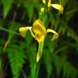 Diuris aurea at Bawley Point, NSW - 4 Oct 2020