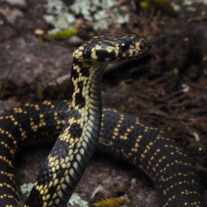 Hoplocephalus bungaroides at Tianjara, NSW - 1 Jul 2021