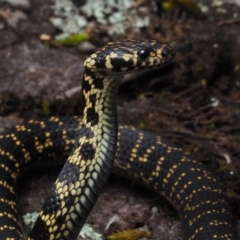 Hoplocephalus bungaroides (Broad-headed Snake) at Tianjara, NSW - 1 Jul 2021 by Anguscincus