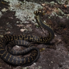 Hoplocephalus bungaroides at Tianjara, NSW - suppressed