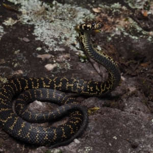 Hoplocephalus bungaroides at Tianjara, NSW - 1 Jul 2021